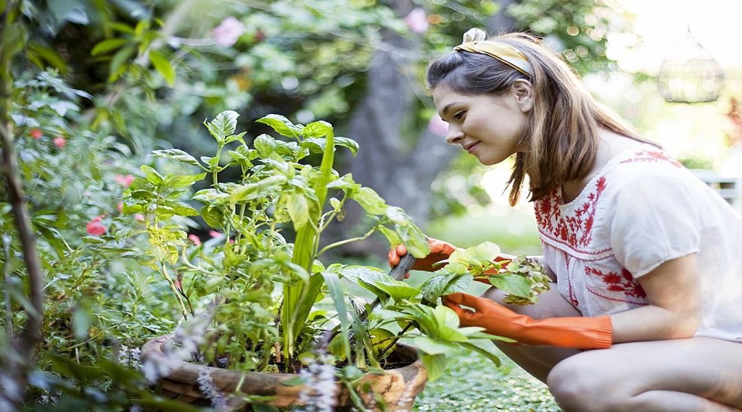 Garden Therapy