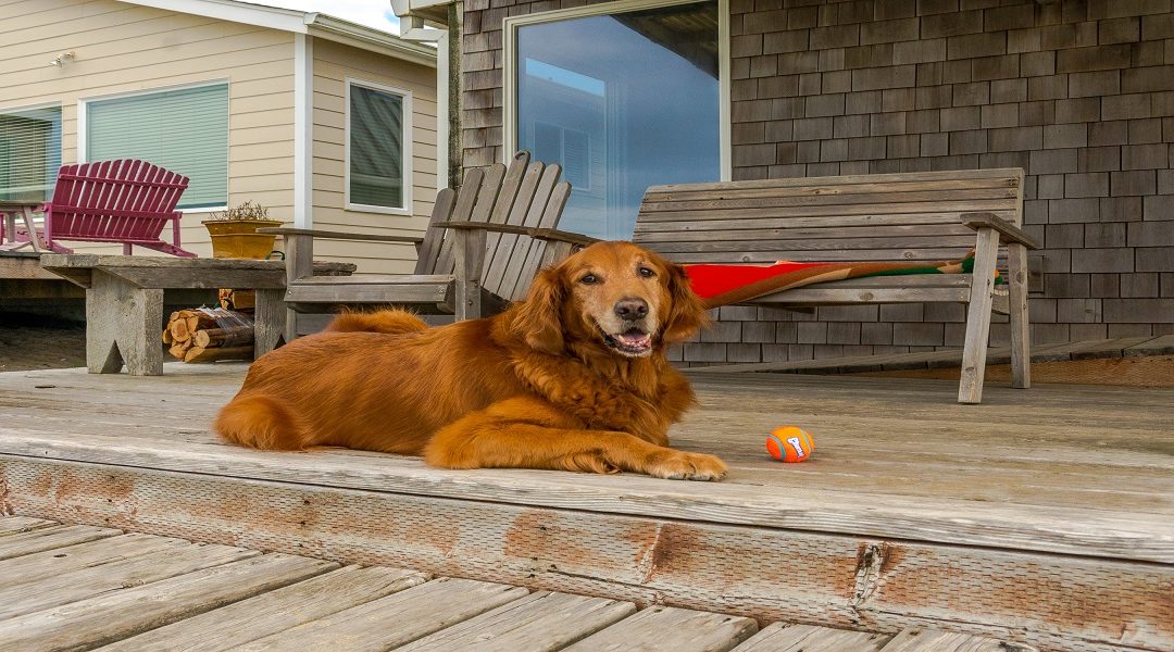 How To Pet-Proof Your Home